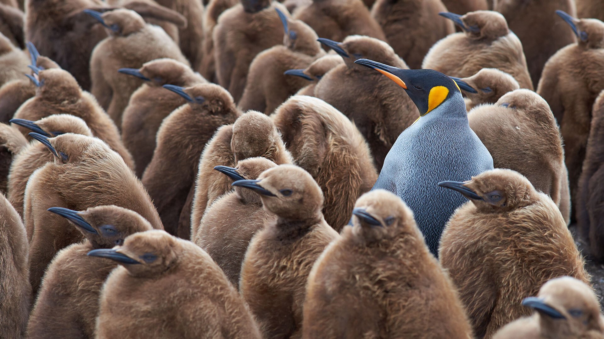 Why Focusing on Share of Voice is Critical for Brands | Blog