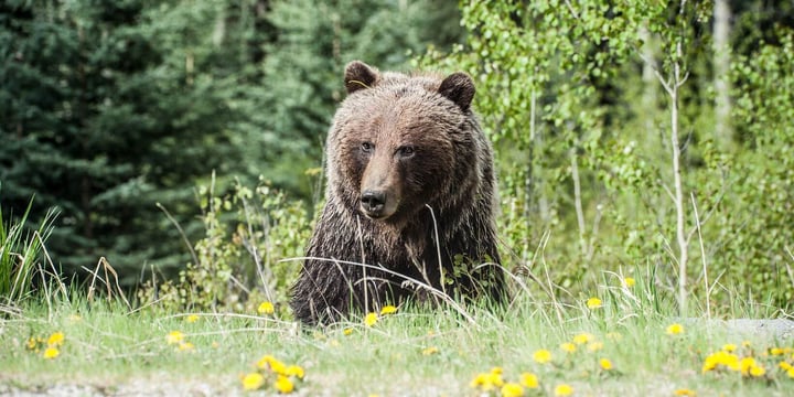 The Bear Kitchen: finding the positive, and feeding the NHS